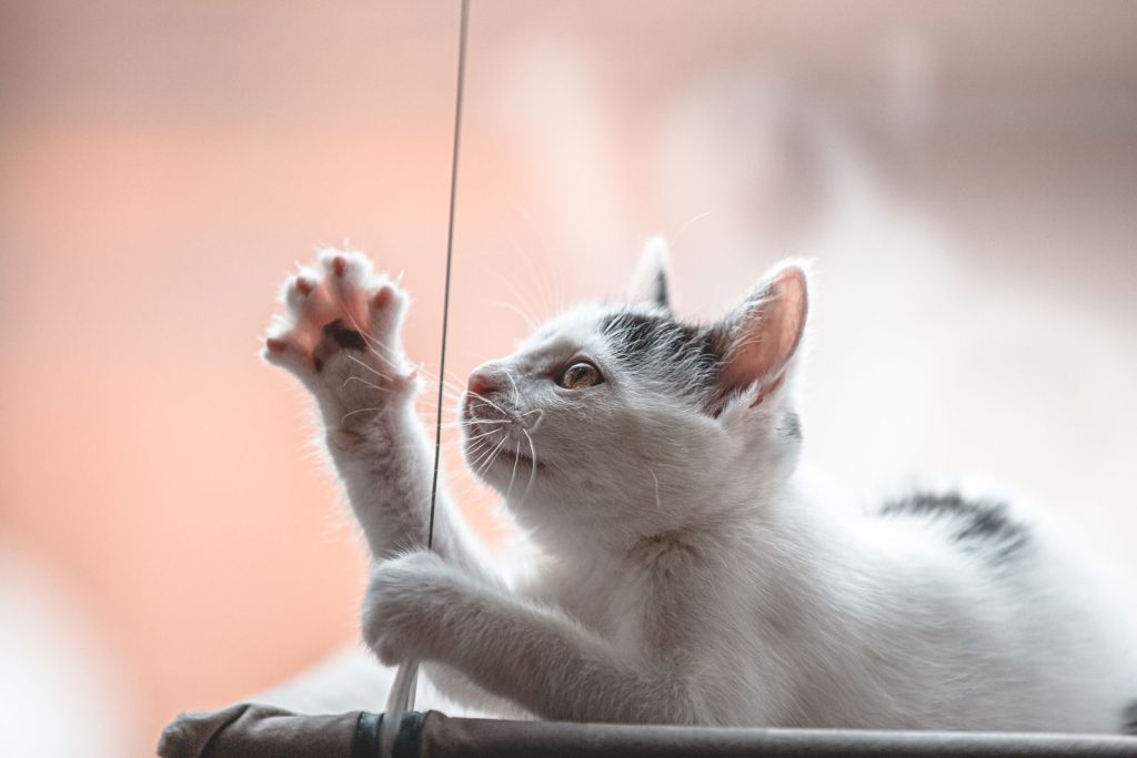 Close-up of a curious kitten reaching out to play with a string indoors.