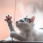 Close-up of a curious kitten reaching out to play with a string indoors.