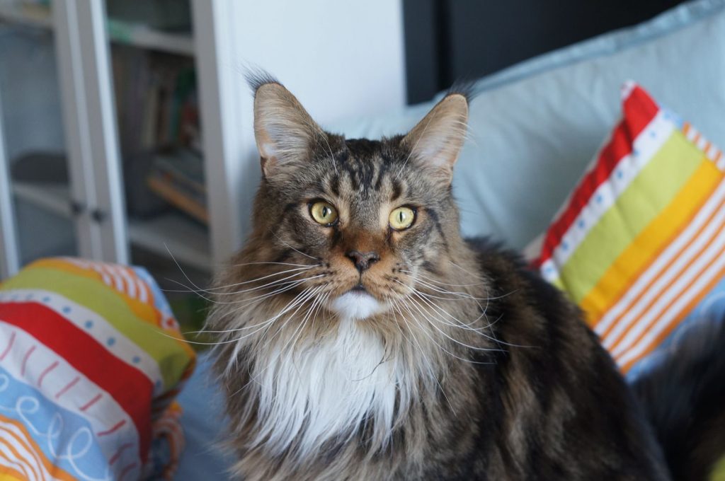 Majestic Maine Coon cat with striking eyes resting on colorful pillows indoors.