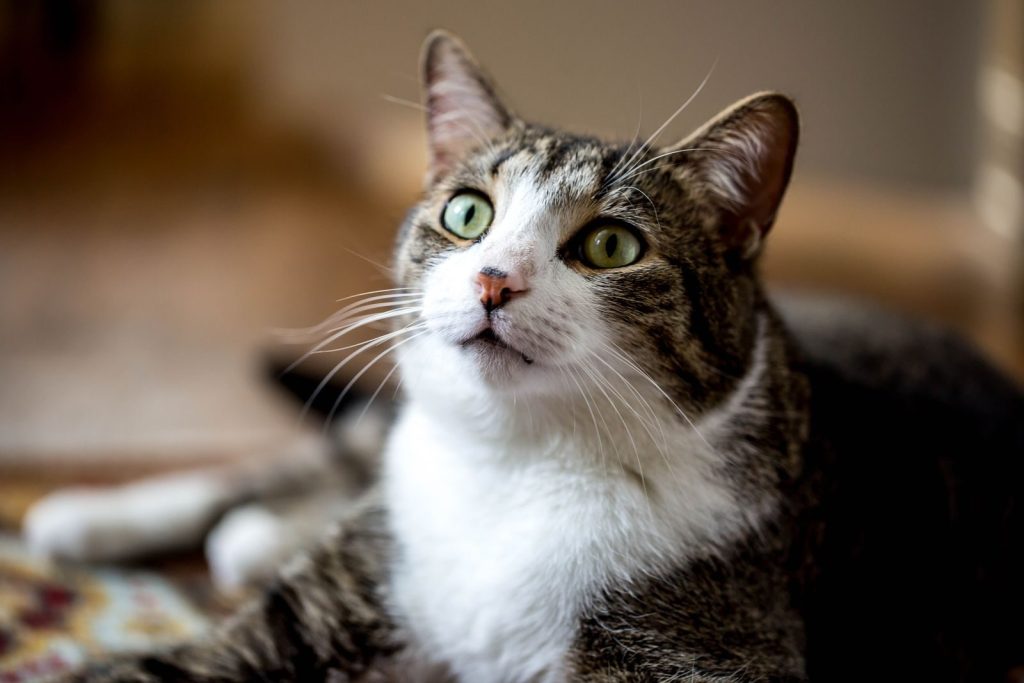 Adorable tabby cat with striking eyes, looking curious in an indoor setting.