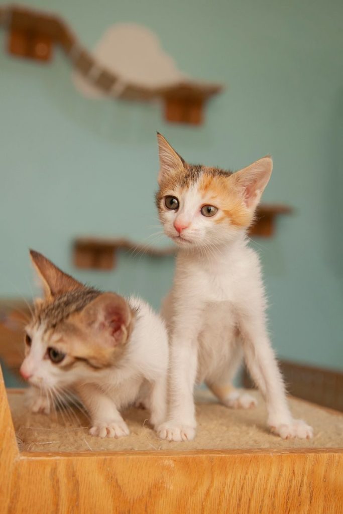 Two cute kittens exploring a cozy indoor cat playground with a wooden theme.