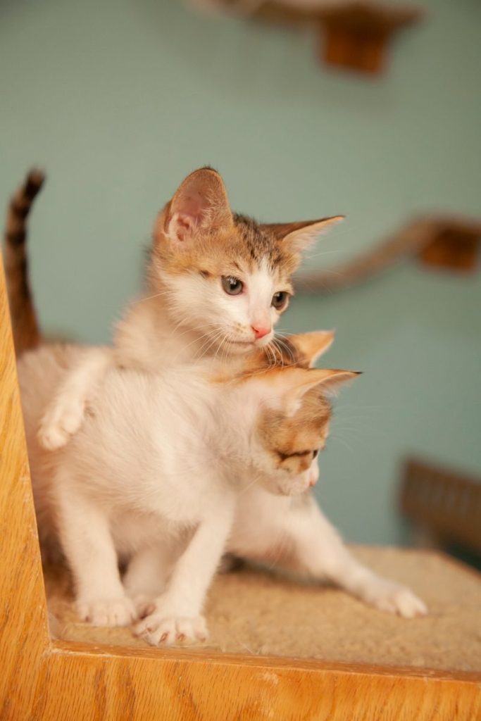 Two playful kittens indoors, showcasing their cute and adorable behavior.