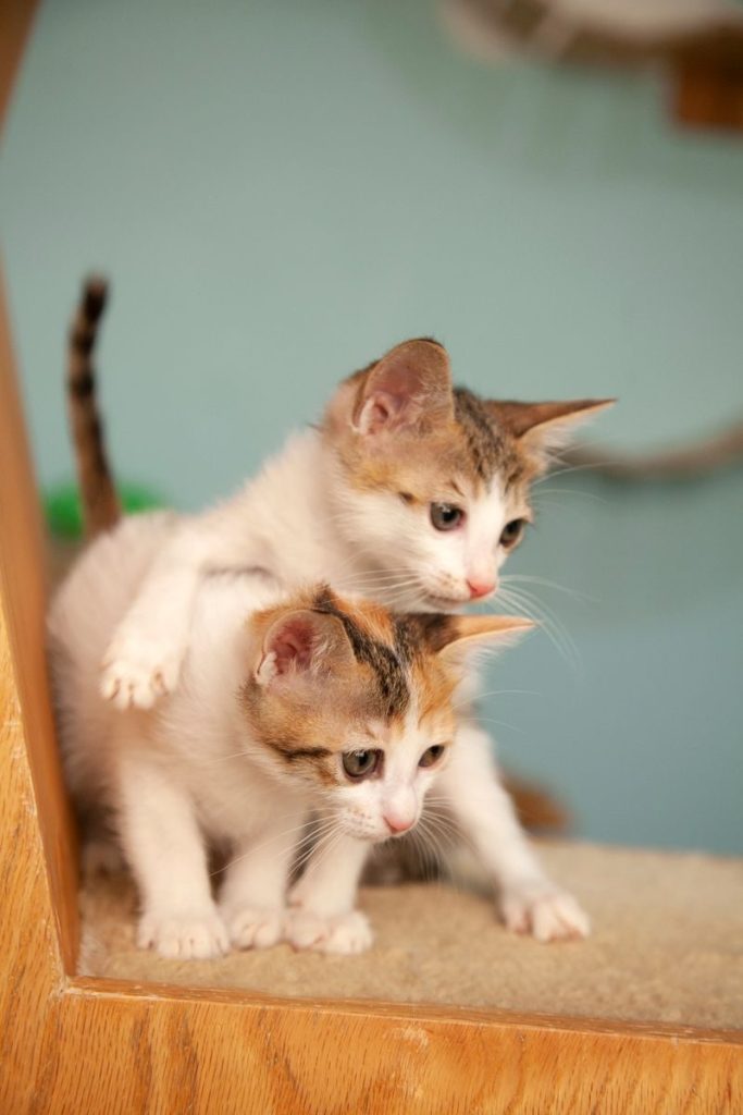 Two adorable kittens playfully exploring indoors with curious expressions.