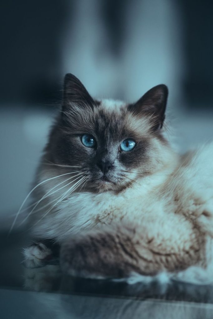 Beautiful Birman cat with striking blue eyes and fluffy fur in a close-up shot.