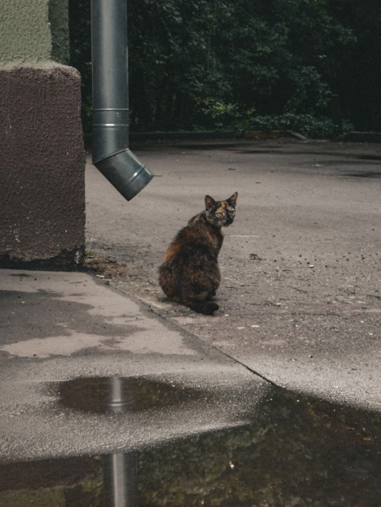 A solitary tabby cat sits on a wet street, creating a moody urban scene.