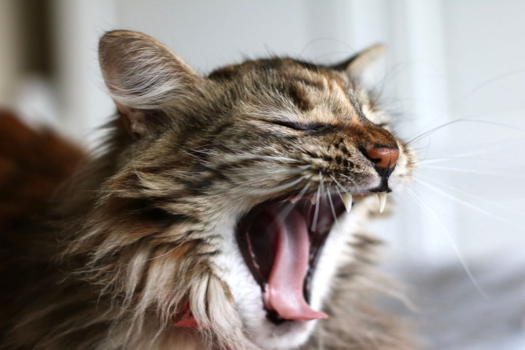 Adorable yawning tabby cat with whiskers and fur captured in close-up indoors.