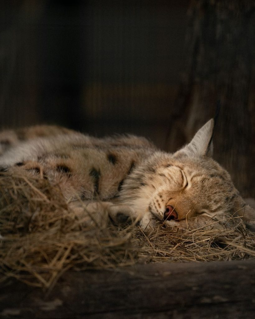 Close-up of a lynx peacefully sleeping on hay, showcasing its serene beauty and unique features.