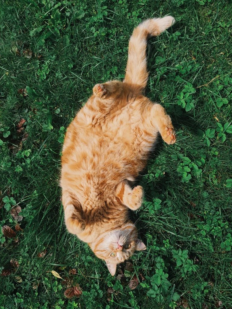 Adorable ginger tabby cat enjoying a sunny day outdoors, lying on green grass.