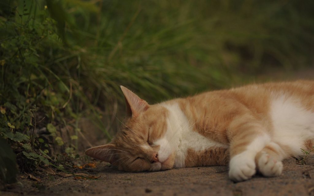 A serene close-up of a tabby cat sleeping outdoors on grass.