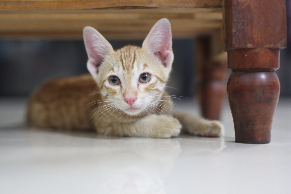 Adorable tabby kitten relaxes beneath a wooden table indoors, capturing a playful and serene moment.
