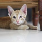Adorable tabby kitten relaxes beneath a wooden table indoors, capturing a playful and serene moment.