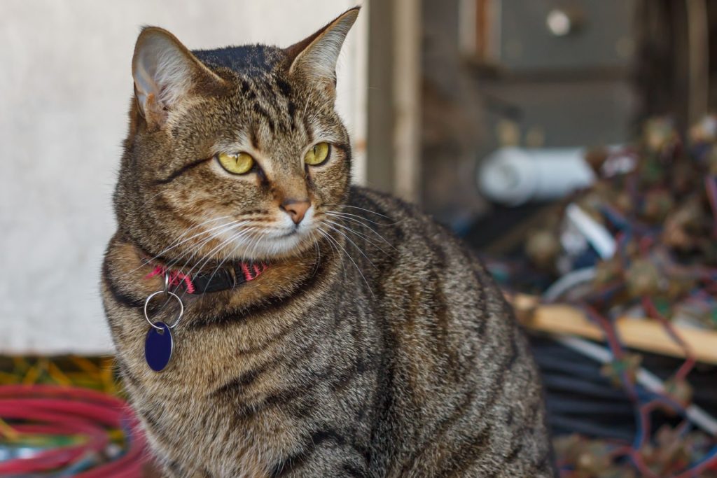 A relaxed tabby cat wearing a collar sits amidst a blurred workshop background.