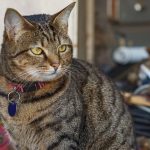 A relaxed tabby cat wearing a collar sits amidst a blurred workshop background.