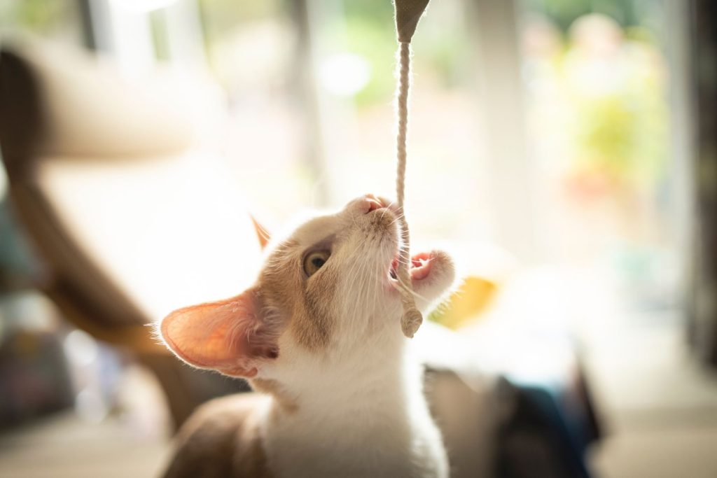 Curious domestic cat bites and plays with a rope inside the cozy living room.