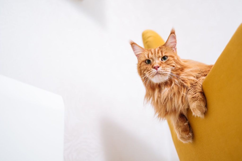 Adorable Maine Coon cat relaxing on a modern yellow chair indoors.