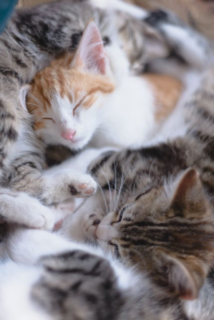 A charming close-up of sleeping tabby and ginger kittens, capturing warmth and tranquility.