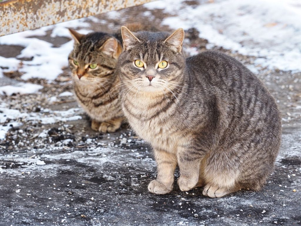 Two adorable tabby cats with gray fur and striking eyes sitting on a snowy surface outdoors.