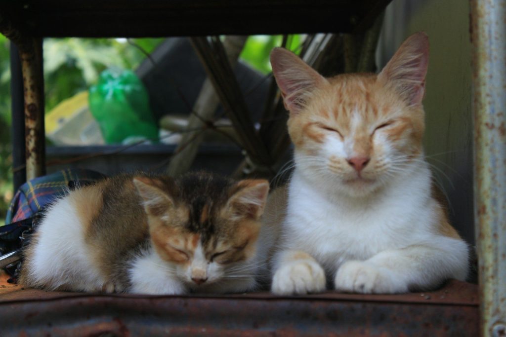 calico cat on brown wooden table