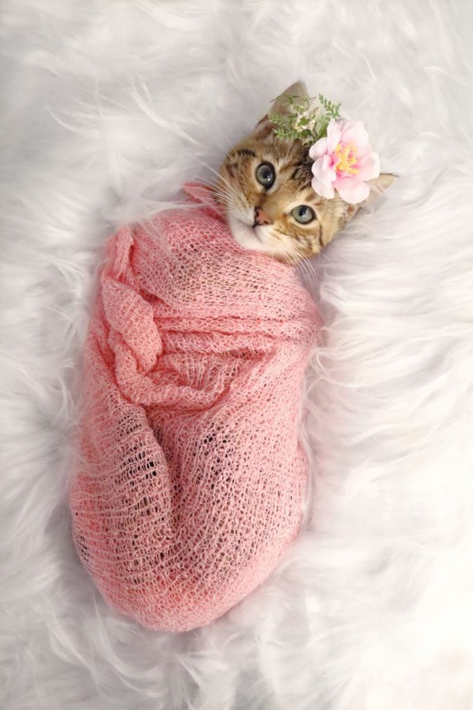Charming portrait of a cat swaddled in pink with a floral crown against a fluffy background.