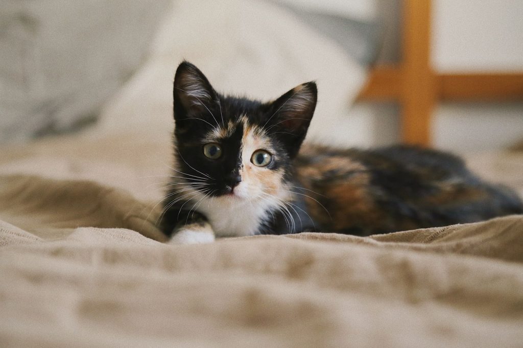 A cute tricolor kitten lying comfortably on a soft bed indoors.