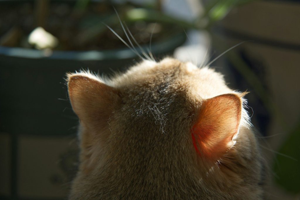 Cat's head from behind, illuminated by sunlight.