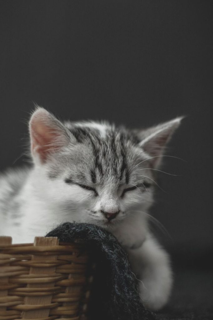 Charming close-up of a cute kitten sleeping peacefully in a woven basket, conveying warmth and coziness.