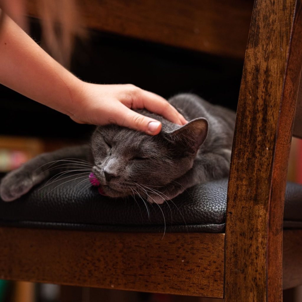 A cozy moment with a gray cat sleeping on a chair while being gently petted.