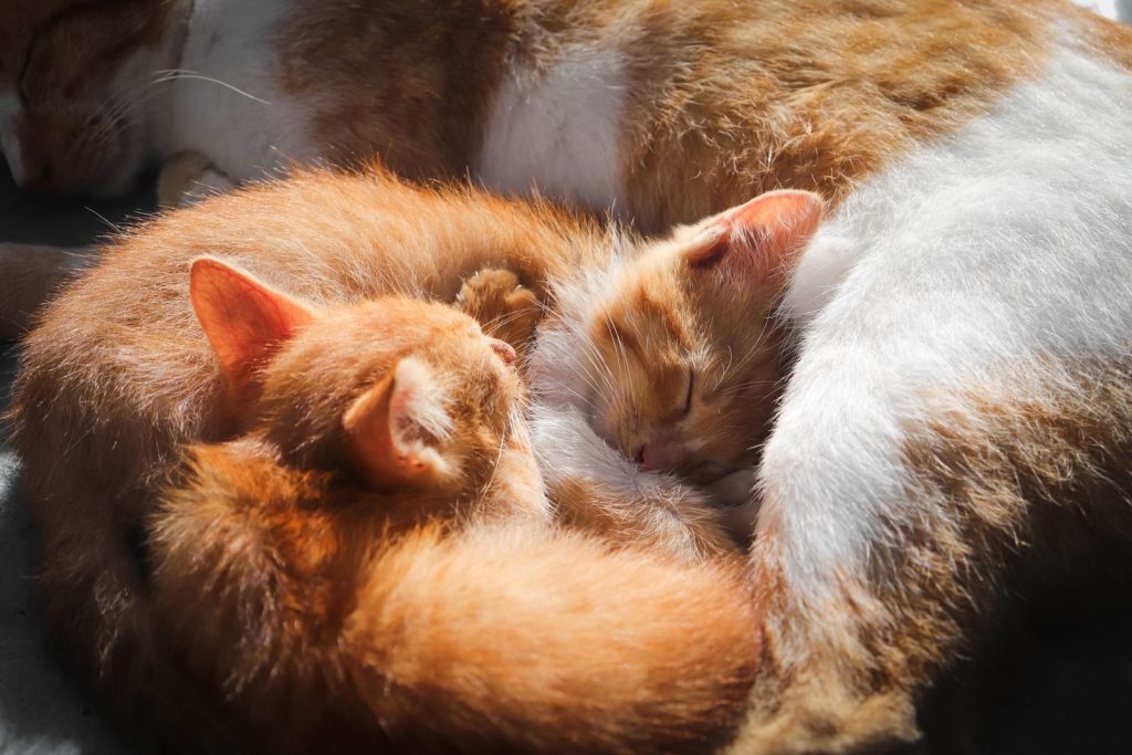 Two orange kittens peacefully sleeping in sunlight, curled up with a mother cat. Perfect cozy moment.