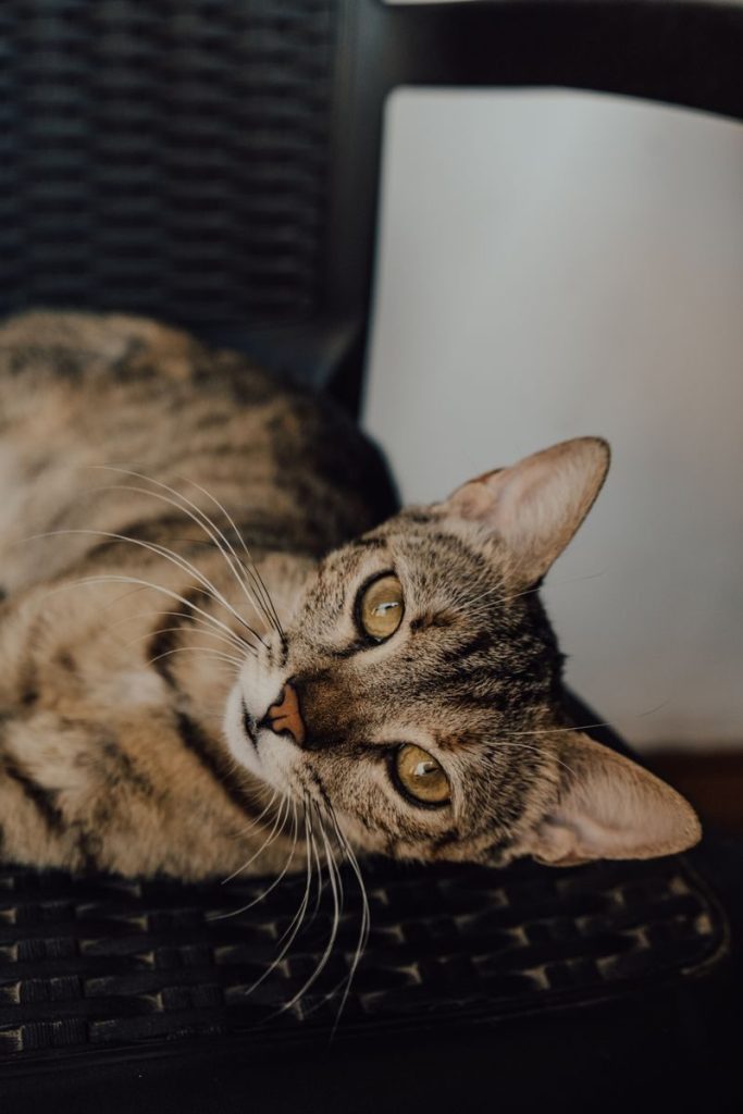 A detailed portrait of a resting tabby cat showcasing its beautiful striped fur and expressive eyes.