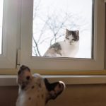 A cat and a dog curiously observe each other through a glass window in Warsaw.