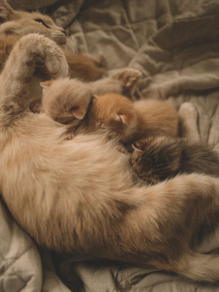 A warm and intimate moment of a mother cat nursing her kittens on a blanket.