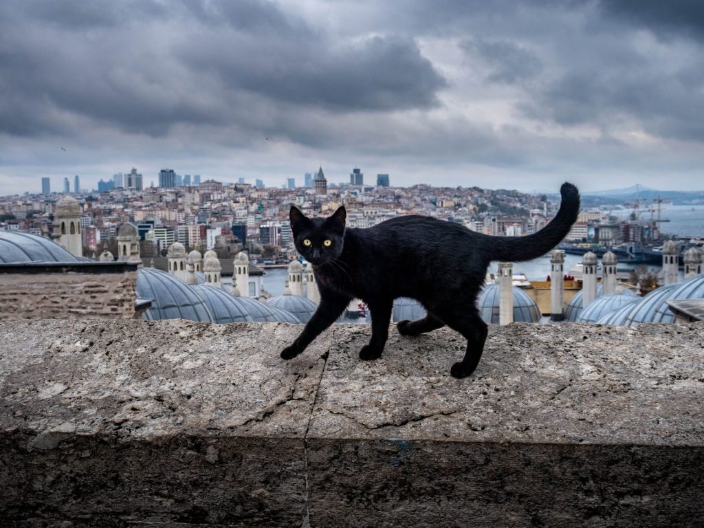 Black cat walking on a stone wall with Istanbul cityscape background.