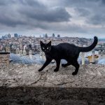 Black cat walking on a stone wall with Istanbul cityscape background.
