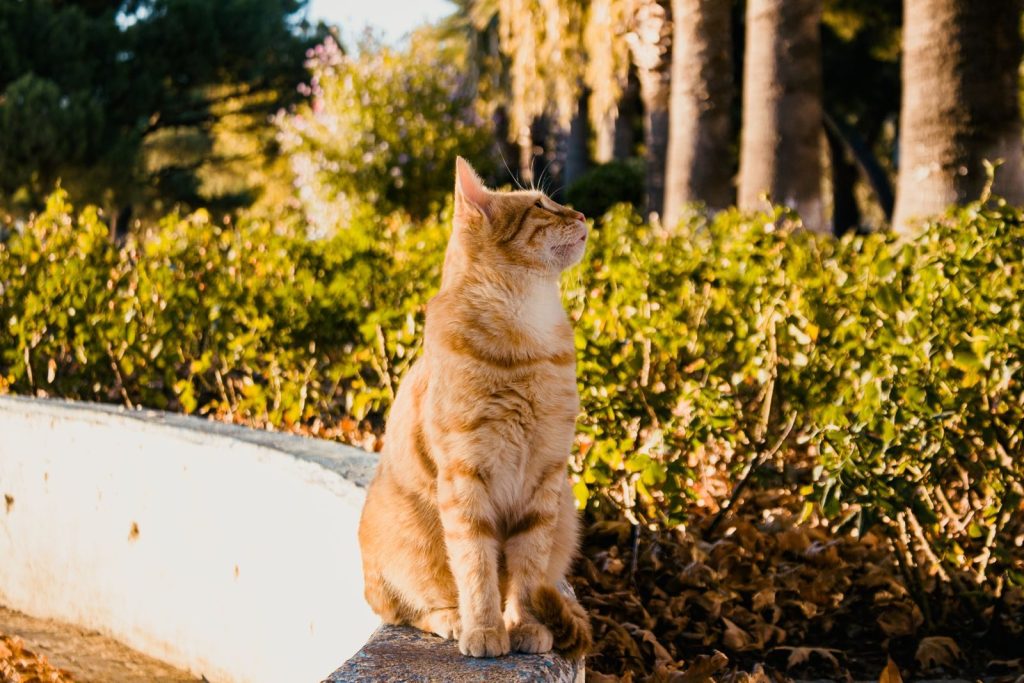 A ginger tabby cat sits peacefully in a sunlit garden surrounded by lush greenery.