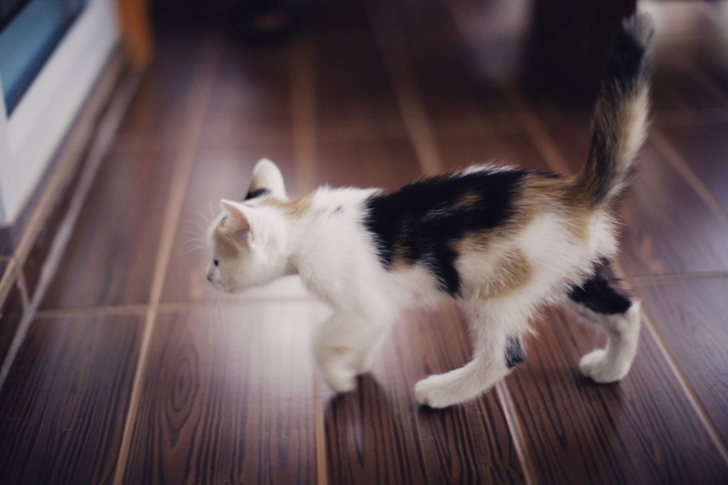 A cute calico kitten exploring on a wooden floor, captured with a focus on its playful nature.