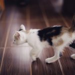 A cute calico kitten exploring on a wooden floor, captured with a focus on its playful nature.