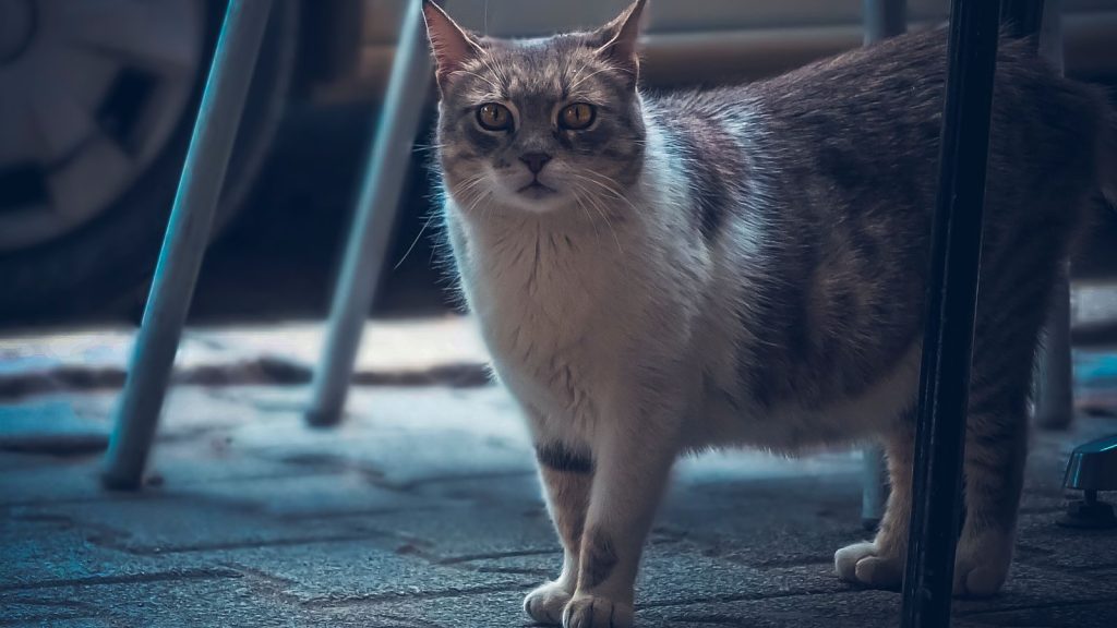 A cute domestic cat stands on pavement outdoors, surrounded by metal furniture.