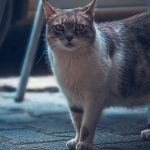 A cute domestic cat stands on pavement outdoors, surrounded by metal furniture.
