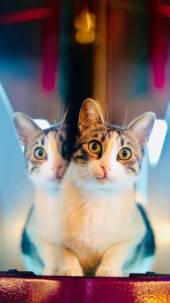 A captivating portrait of a domestic cat with its reflection, showing bright eyes and soft fur.