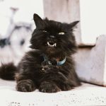Furry black cat showing fangs, lying indoors, on a concrete surface with visible collar.
