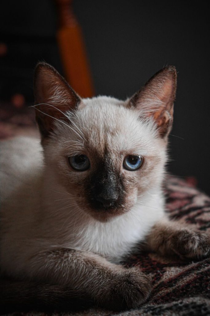 Close-up of a charming Siamese kitten lounging indoors, showcasing its distinct features.