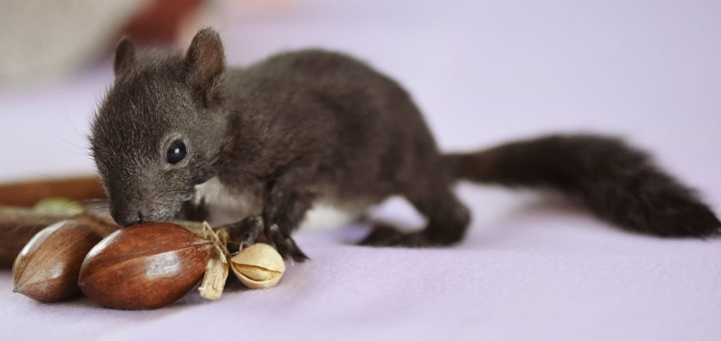 Charming close-up of a baby squirrel sniffing nuts indoors on a soft surface.