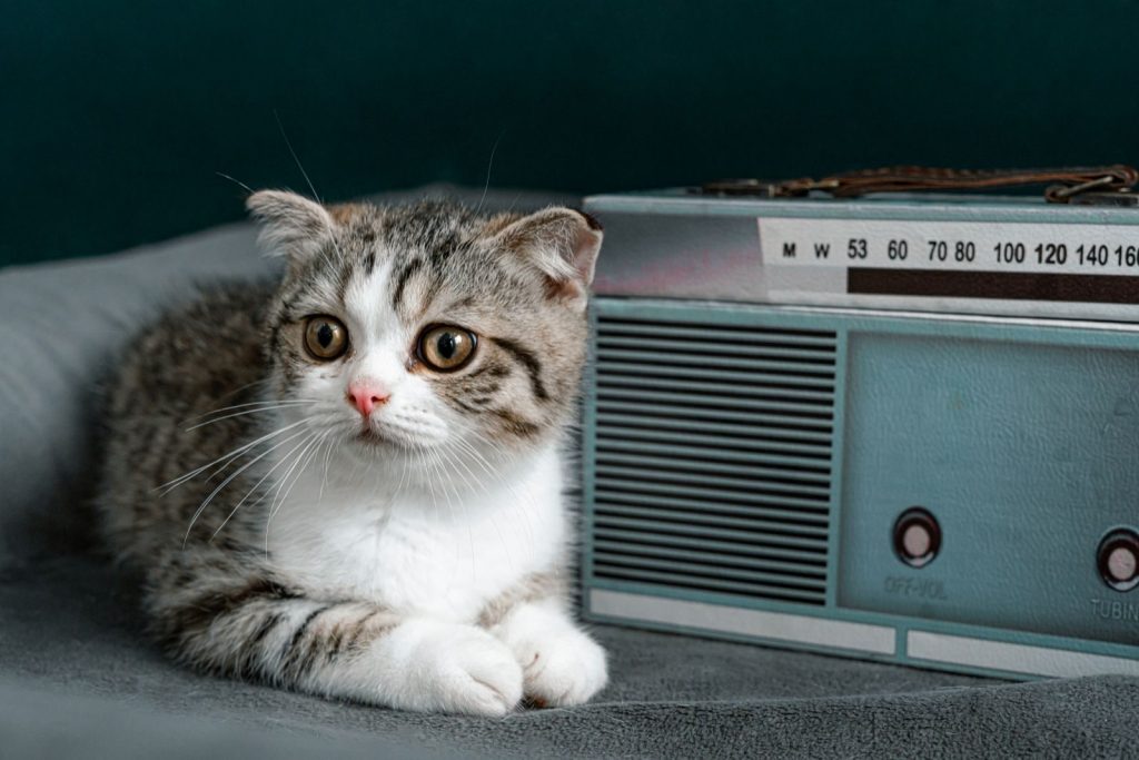 Charming kitten resting beside a vintage radio indoors, exuding cuteness and nostalgia.
