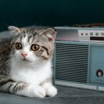 Charming kitten resting beside a vintage radio indoors, exuding cuteness and nostalgia.