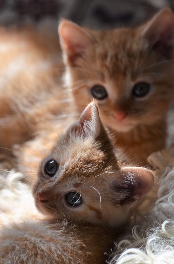 Close-up of two cute ginger kittens lying together on a fluffy surface, bathed in warm sunlight.