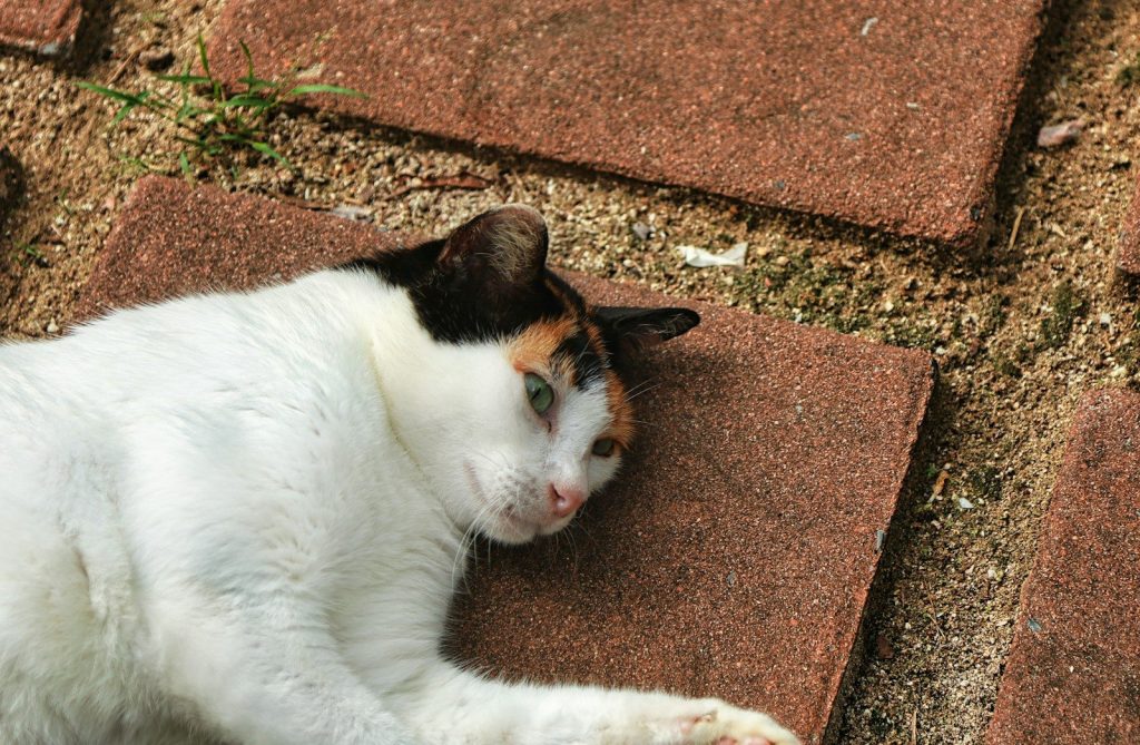 a white and brown cat laying on the ground