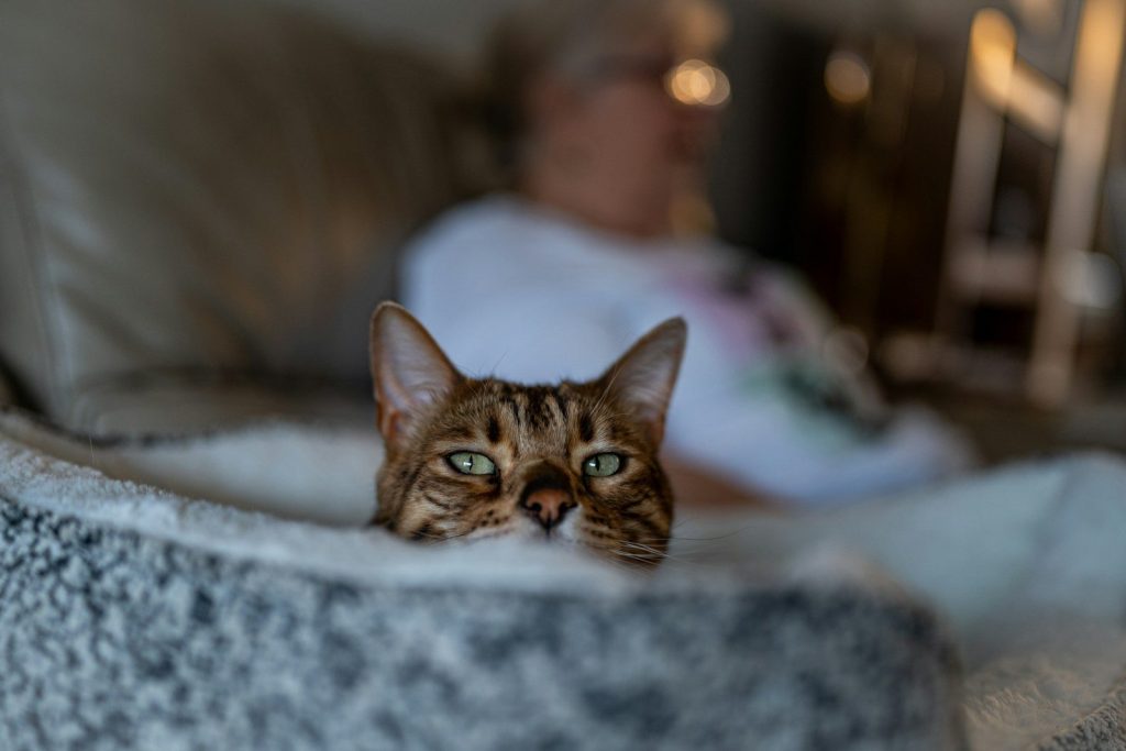 a cat lying on a blanket