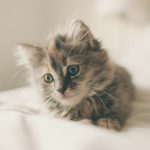 close up photo of kitten lying on white textile