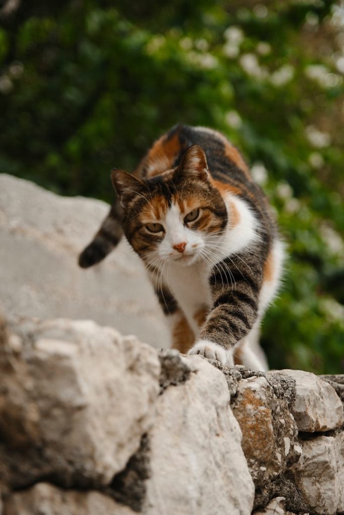 a cat standing on a rock