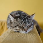 shallow focus photography of brown tabby kitten on couch